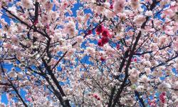 Peach Blossoms.