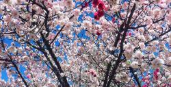 Peach Blossoms.